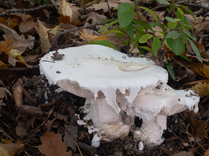 Amanita ovoidea